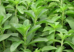 Stevia rebaudiana / Stevia jázminpakóca
